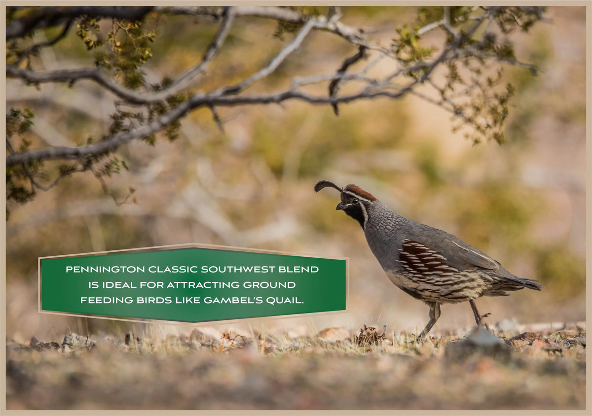 Southwest Blend Wild Bird Food 40 lbs. R984