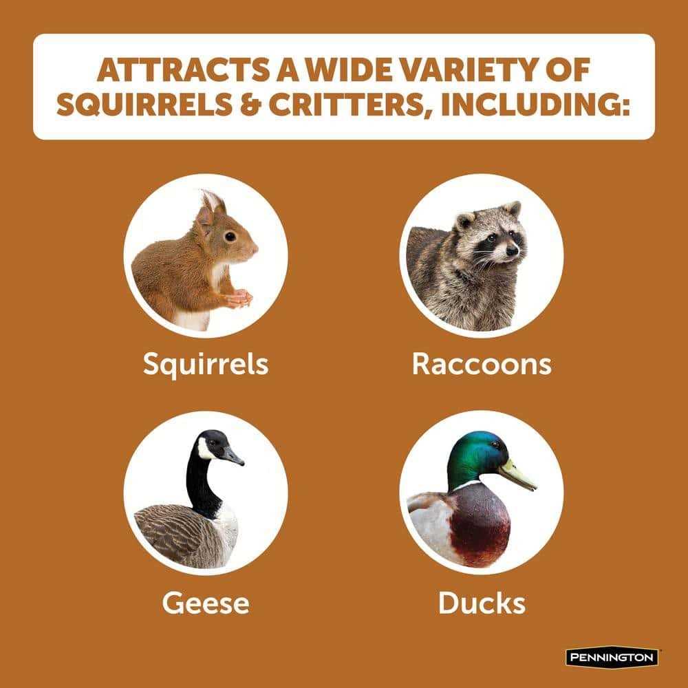 Squirrels Ear Corn Cobs Pet Supplies T70297