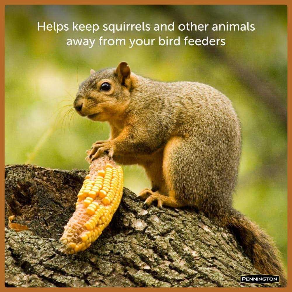 Squirrels Ear Corn Cobs Pet Supplies T70297