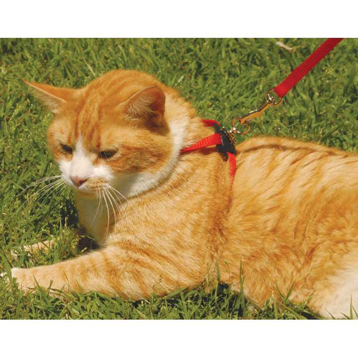 Adjustable Cat Harness W40809