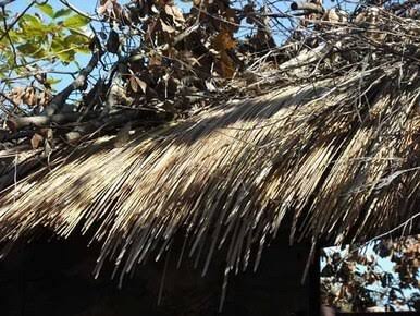 Camo Speed Reed H1584