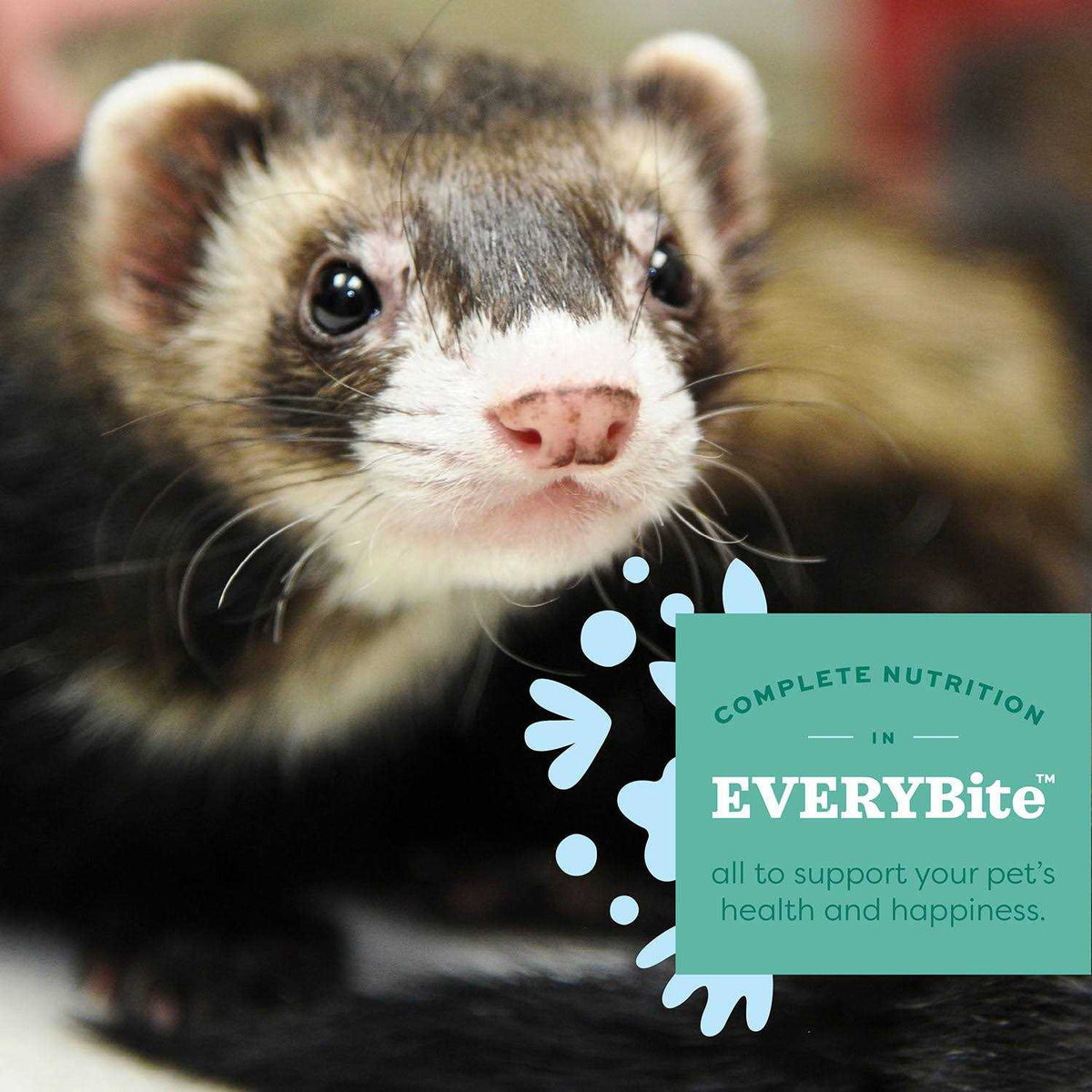 Ferret Food V583