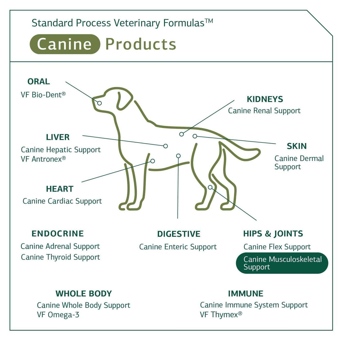 Canine Musculoskeletal Support Pet Supplies V353386