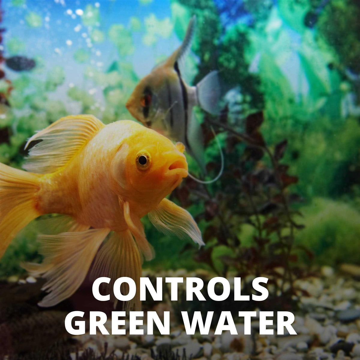 Algae Control Pet Supplies T767974